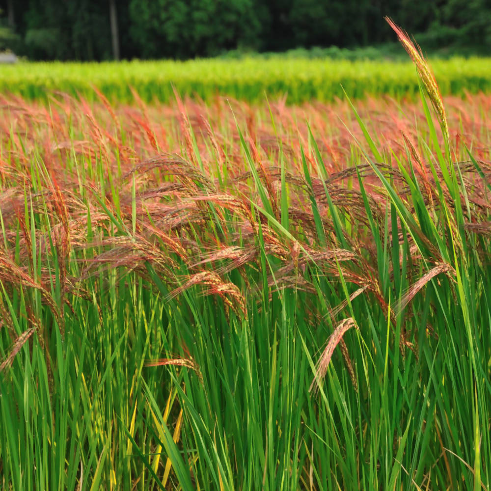 Freshon Red Rice Organic | Grocsy