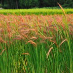 Freshon Red Rice Organic | Grocsy