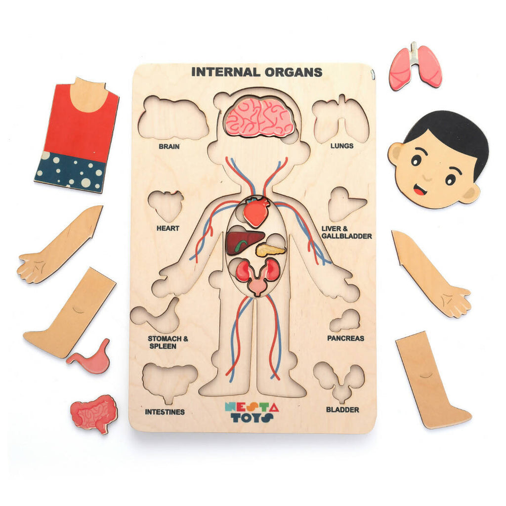 Nesta Toys Human Body | Internal Organs Wooden Puzzle | Grocsy