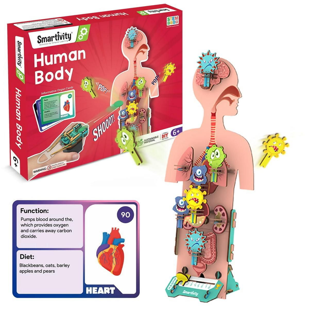 Smartivity Human Body Toy For Kids 6-12 Years Body Organs & Functions | Grocsy