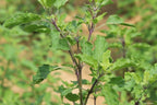 Carmel Organics Tulsi Leaves Powder | Grocsy
