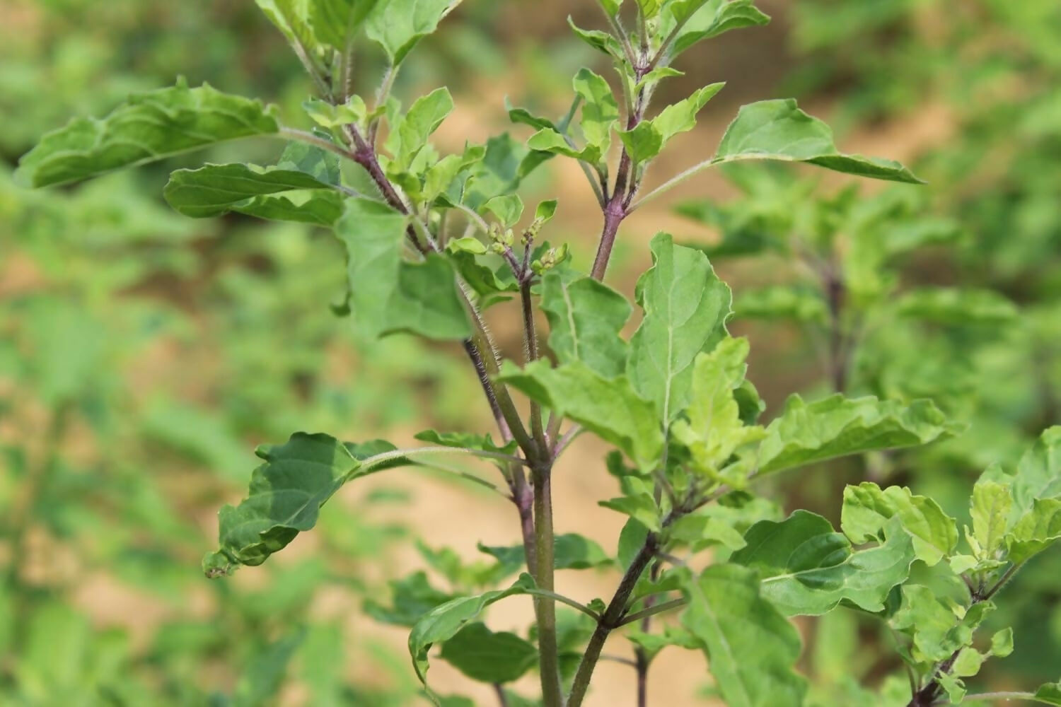 Carmel Organics Tulsi Leaves Powder | Grocsy