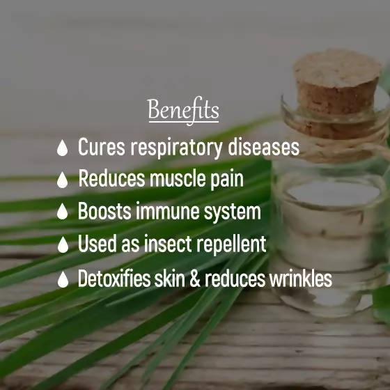The Wellness Shop Lemongrass Oil | Grocsy