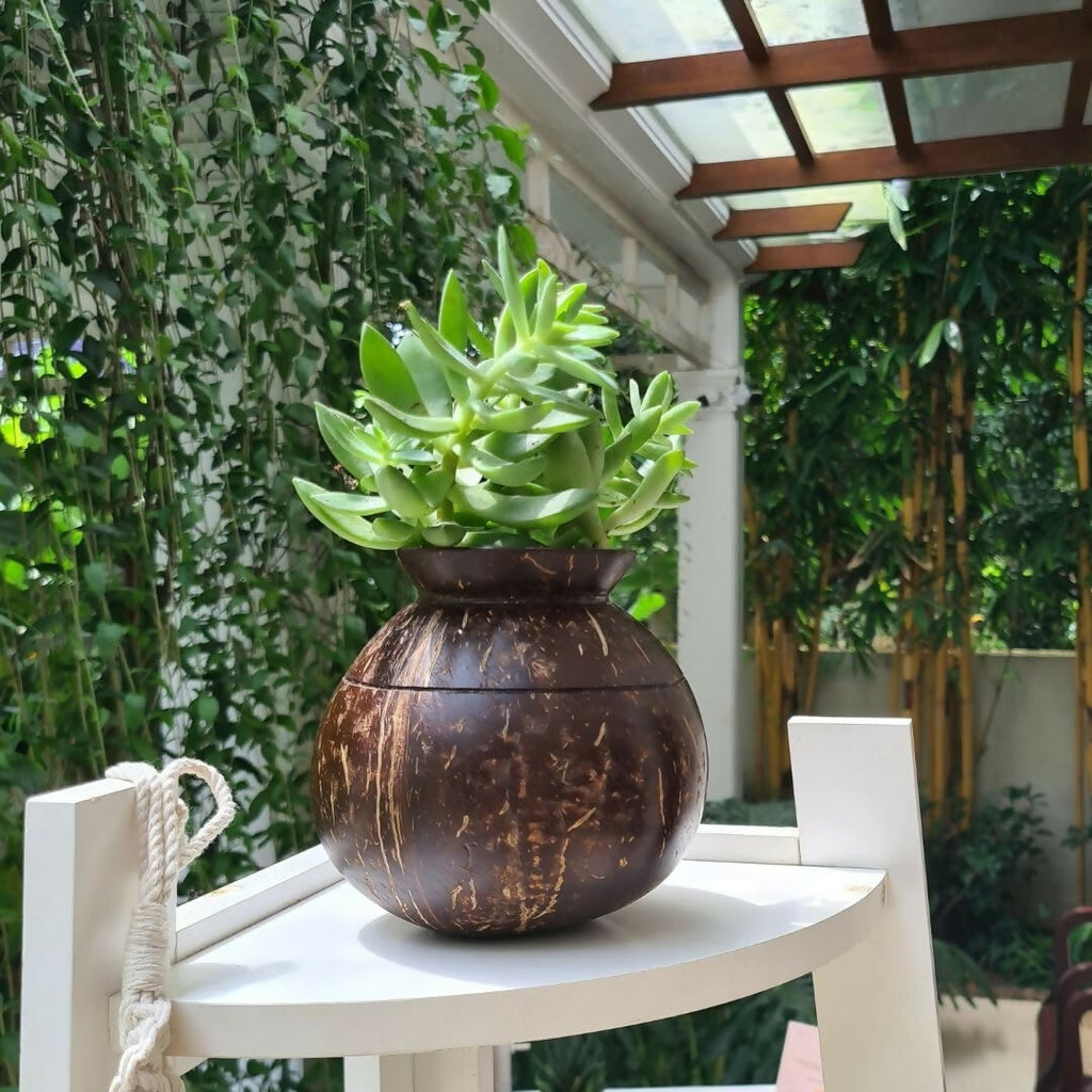 Thenga Handmade Coconut Shell Planter Pot with Cork Tray | Grocsy