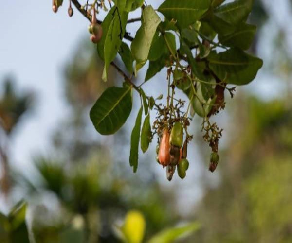 Freshon Organic Cashew | Grocsy