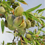 Freshon Almond Mamra - Imported | Grocsy