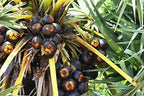 Ammi Samayal Palm Sugar Crystals Panangkarkandu | Grocsy