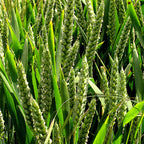 Jave Wheat Flour - Atta