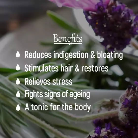 The Wellness Shop Rosemary Oil | Grocsy