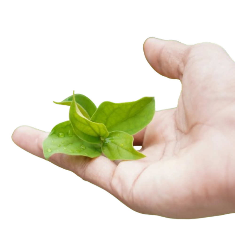 Nxrgen Ayurveda Gurmar Powder | Grocsy