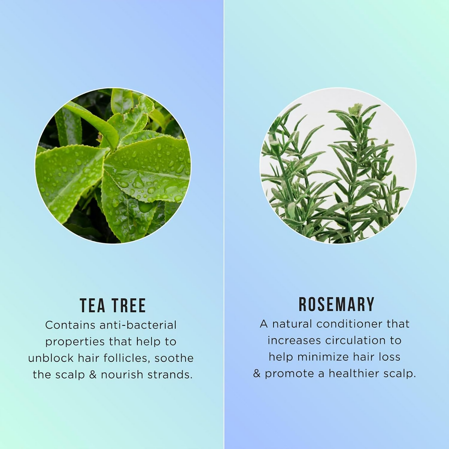HASK Tea Tree Oil & Rosemary Invigorating Conditioner | Grocsy