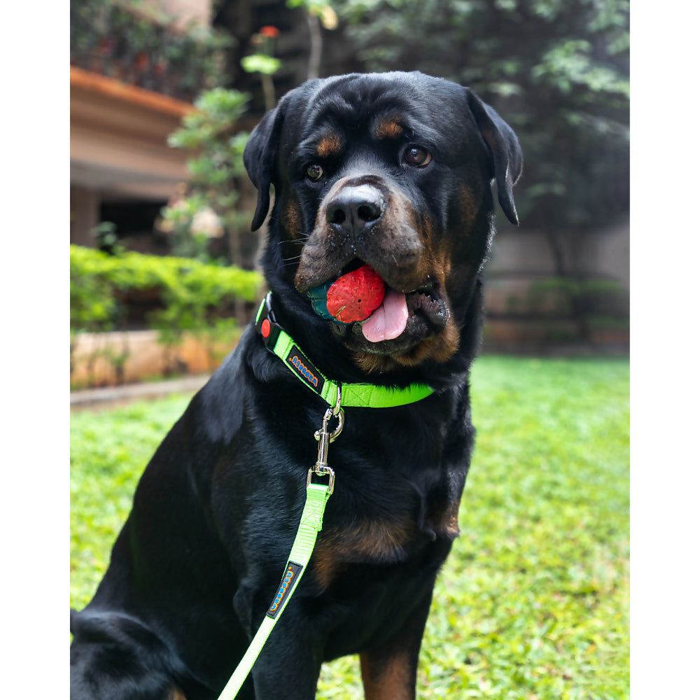 Waggety Dog Leash - Durable Green Polyester, Length - 5Ft, Comfortable Grip, Stylish Pet Leash for Dogs | Grocsy