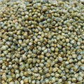 Grammy's Grammy Pearl Millet | Grocsy