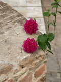 Inhanns Small Statement Studs Earrings - Pink | Grocsy