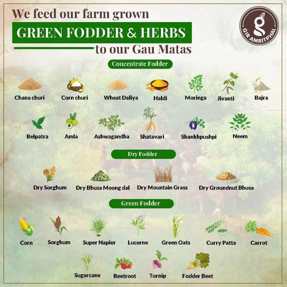 Giramritphal A2 Pure Desi Gir Cow Ghee Vedic Bilona Method | Grocsy