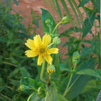 Freshon Niger Seeds / Uchellu | Grocsy
