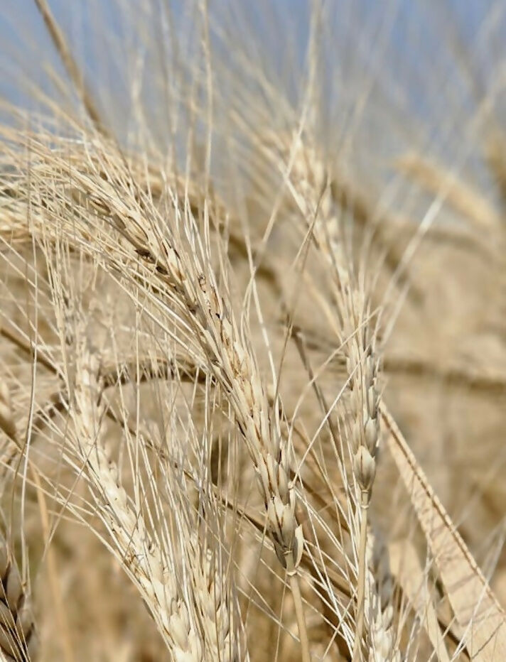 Best_Certified_Organic_Wheat_Flo