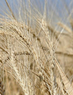 Best_Certified_Organic_Wheat_Flo