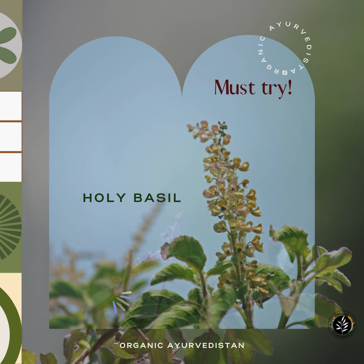 Organic AyurveGrocsyn Tulsi Powder | Grocsy