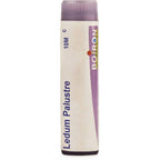 Boiron Homeopathy Ledium Palustre | Grocsy