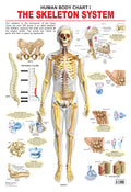 Dreamland Publications Educational Chart for Kids - The Skeletal System | Grocsy