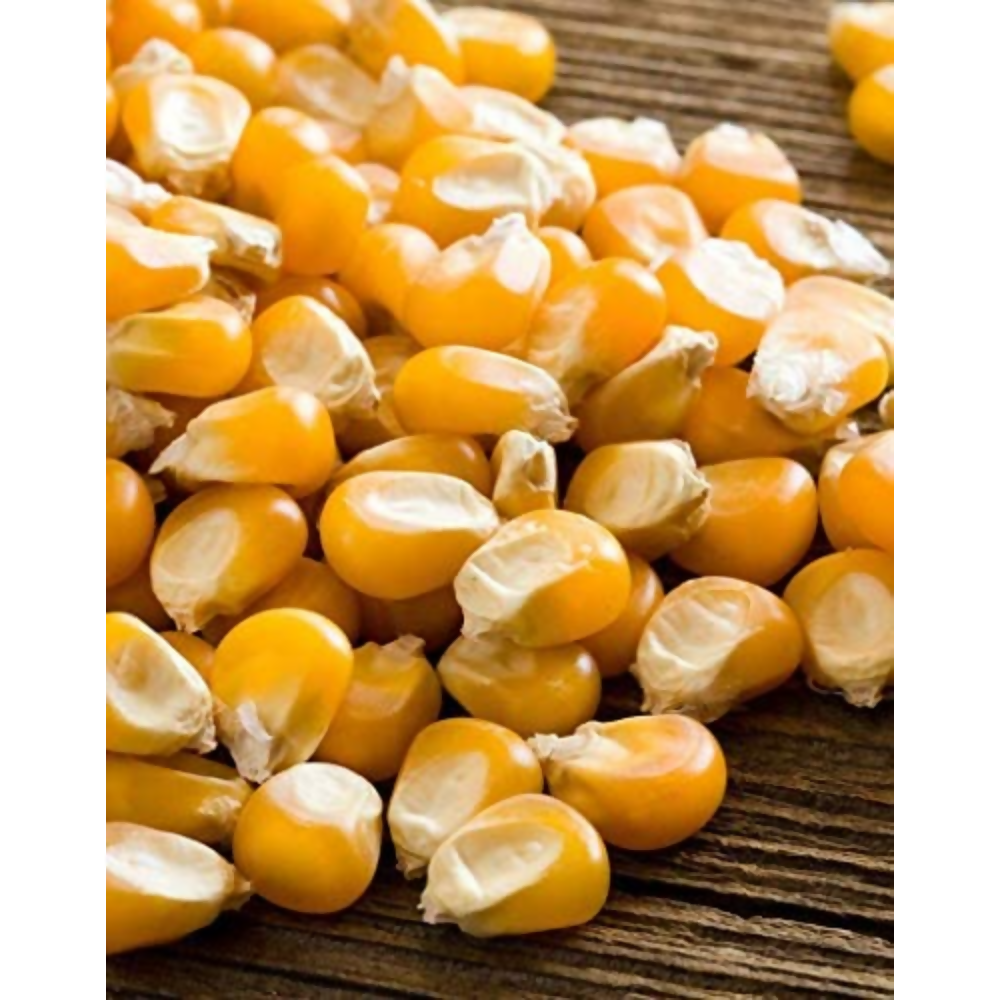 FreshoCartz Popcorn Kernel Seeds | Grocsy