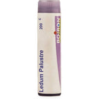 Boiron Homeopathy Ledium Palustre | Grocsy