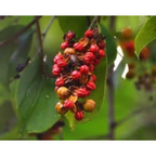 Nxtgen Ayurveda Malkangani Seeds | Grocsy