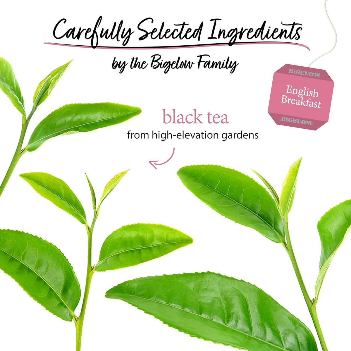 Bigelow Tea English Breakfast Black Tea Freshness & Aroma Caffeinated | Grocsy