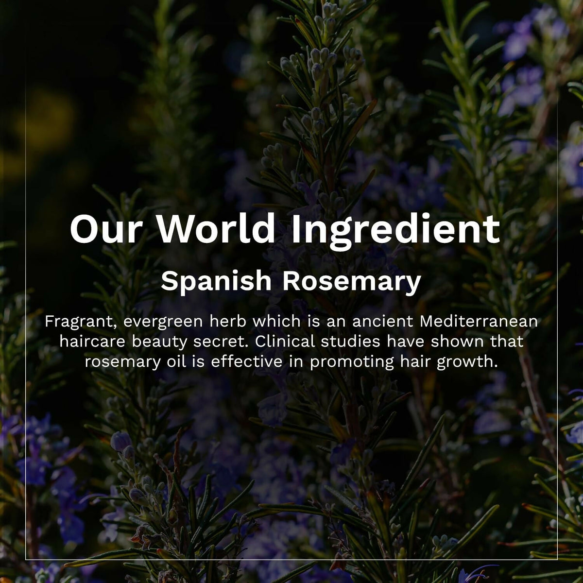 Pilgrim Spanish Rosemary & Biotin Anti Hairfall Conditioner For Reducing Hair Loss & Breakage | Grocsy