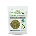 Yuvagrow Saunf Seeds | Grocsy