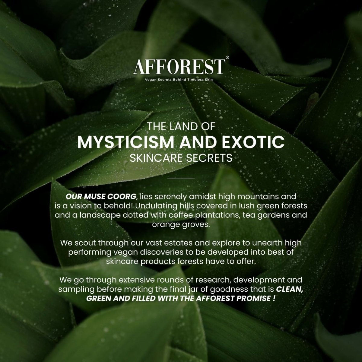 Afforest Green Coffee Whipped Clay Mask | Grocsy