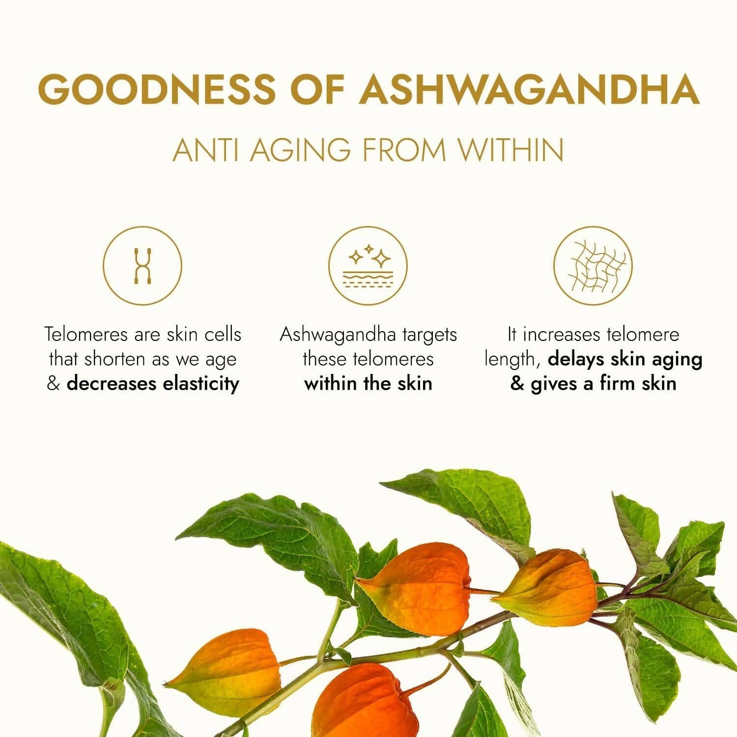 Kapiva Ayurveda Skin Rituals Ashwagandha Anti-Aging Face Oil | Grocsy