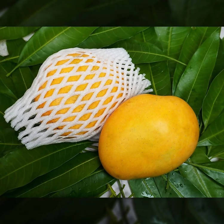Banginapalli Mangoes / Benishan / Chappatai / Safeda / Badam Aam | Grocsy