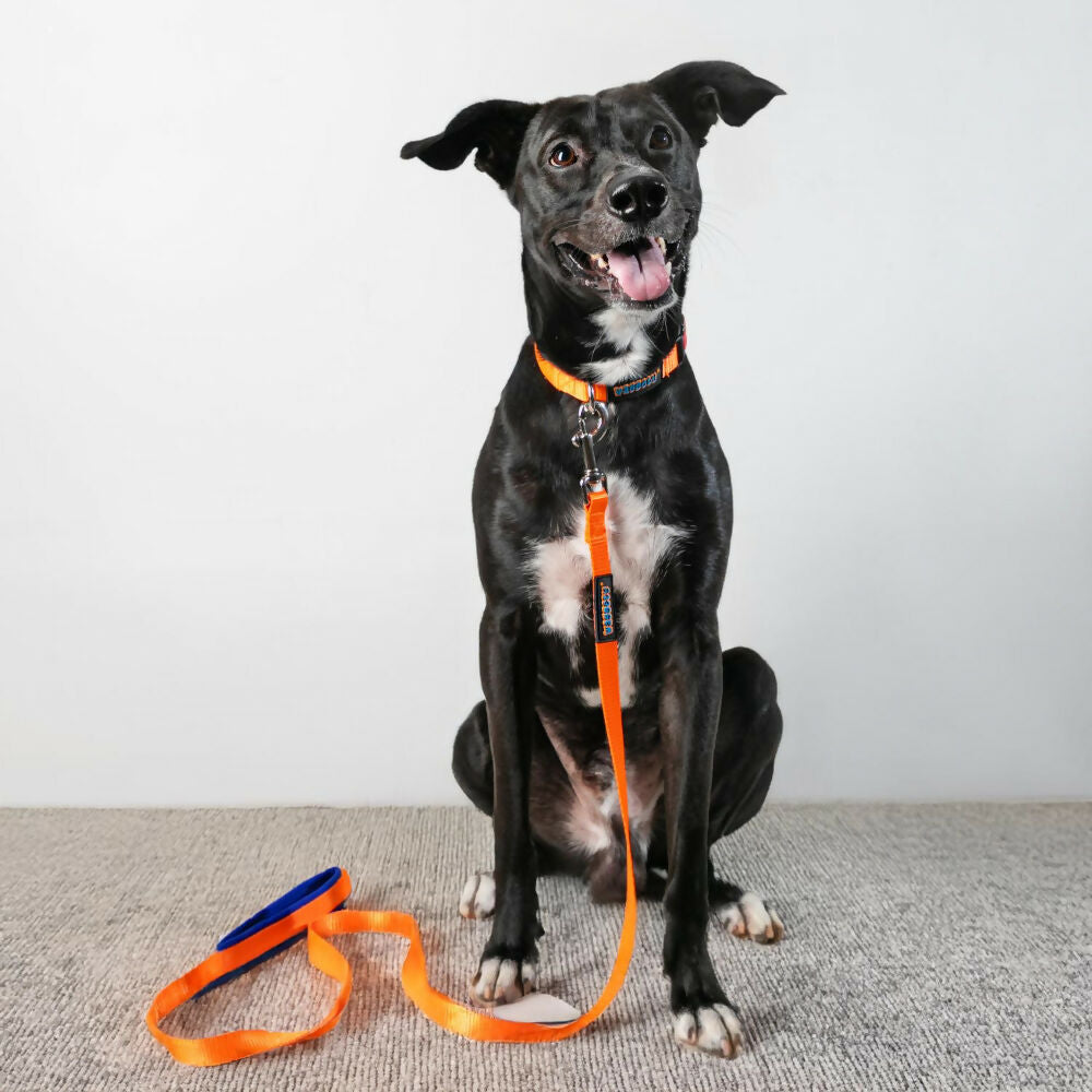 Waggety Dog Leash - Durable Orange Polyester, Length - 5Ft, Comfortable Grip, Stylish Pet Leash for Dogs | Grocsy