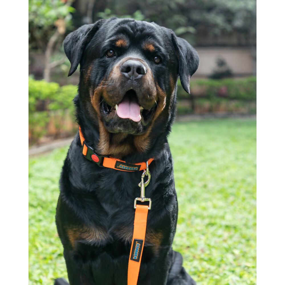 Waggety Dog Leash - Durable Orange Polyester, Length - 5Ft, Comfortable Grip, Stylish Pet Leash for Dogs | Grocsy