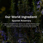 Pilgrim Spanish Rosemary & Biotin Anti Hairfall Shampoo For Reducing Hair Loss & Breakage | Grocsy